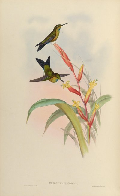 Eriocnemis godini by John Gould
